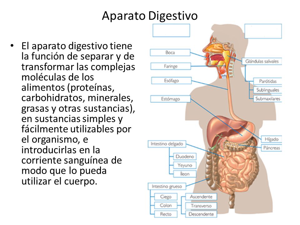 Aparato Digestivo El Aparato Digestivo Tiene La Función De Separar Y De Transformar Las Complejas Moléculas De Los Alimentos Proteínas Carbohidratos Ppt Video Online Descargar