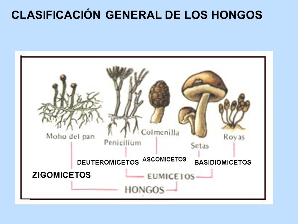 Penicillium - Podredumbres de almacen - Tecnico agricola