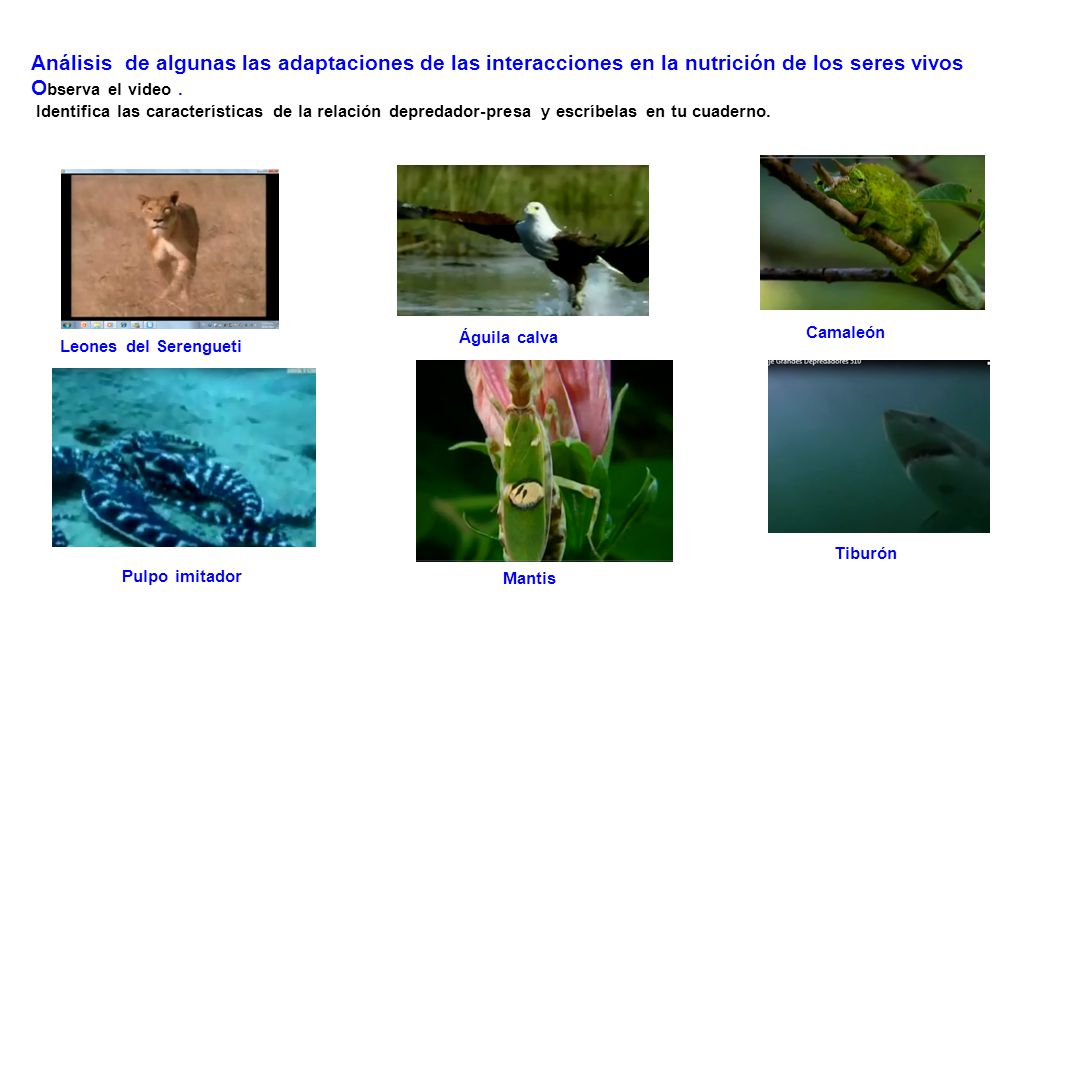 Análisis de algunas las adaptaciones de las interacciones en la nutrición  de los seres vivos O bserva el video. Identifica las características de la  relación. - ppt descargar