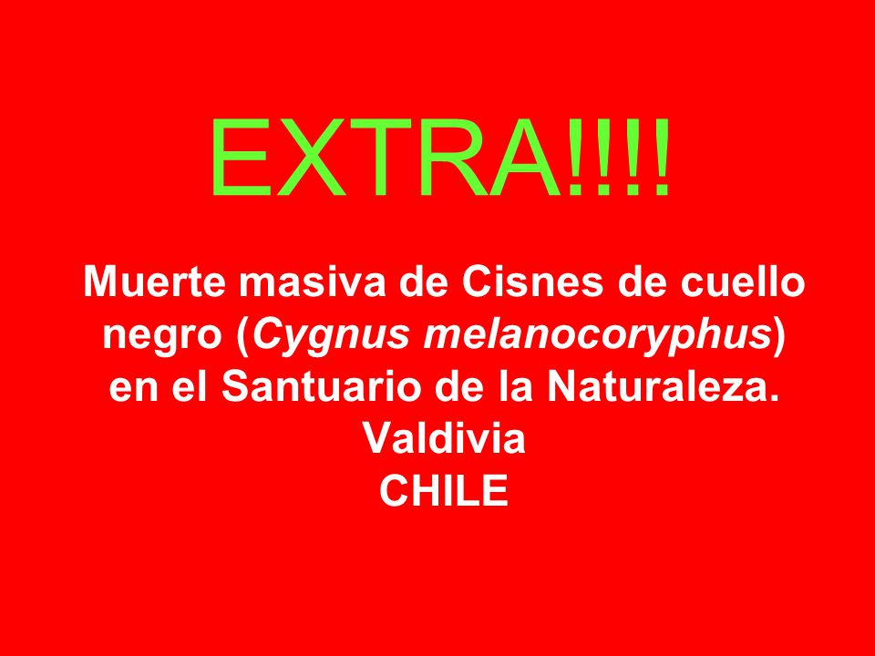 Muerte masiva de Cisnes de cuello negro (Cygnus melanocoryphus) en el  Santuario de la Naturaleza. Valdivia CHILE EXTRA!!!! - ppt descargar