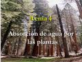 Tema 4 Absorción de agua por las plantas. Objetivo Comprender cómo se desplaza el agua por la planta, desde el suelo hasta la atmósfera Comprender cómo.