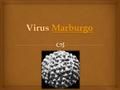   Historia Historia  Epidemia en Angola Epidemia en Angola  Estructura del virus Estructura del virus  Replicación viral Replicación viral  Anatomia.