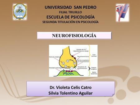 UNIVERSIDAD SAN PEDRO FILIAL TRUJILLO ESCUELA DE PSICOLOGÍA SEGUNDA TITULACIÓN EN PSICOLOGÍA NEUROFISIOLOGÍA Dr. Violeta Celis Catro Silvia Tolentino Aguilar.