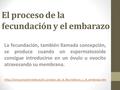 El proceso de la fecundación y el embarazo La fecundación, también llamada concepción, se produce cuando un espermatozoide consigue introducirse en un.