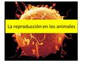 La reproducción en los animales. El ciclo biológico de los animales Es diplonte: 1.Se inicia con el zigoto. 2.Se termina con la fecundación. 3.La meiosis.