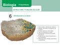 ESTRUCTURA Y FUNCIÓN CELULAR 6 Introducción a la célula Biología 2º Bachillerato 1. Teoría celular: Introducción histórica 2. Métodos de estudio morfológicos.