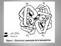 TALASEMIAS -GRUPO HETEROGÉNEO DE ANEMIAS HEREDITARIAS CUYA CARACTERÍSTICA COMÚN ES LA SÍNTESIS DEFECTUOSA DE LAS CADENAS GLOBINAS. - LAS CADENAS SIN AFECTAR.