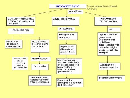 Combina ideas de Darwin, Mendel, Huxley,etc.. DISMINUYEN la variabilidad de las poblaciones AUMENTAN la variabilidad de las poblaciones  selección natural.