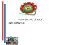 TEMA: CULTIVO DE YUCA INTEGRANTES:. es originaria de América. Está constituida por un arbusto de características leñosas, pudiendo alcanzar una altura.