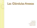 Las Glándulas Anexas Paula Pino Nicole Molina Constanza Amayo Matías Colonelli.