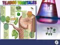 En una planta vascular existen tejidos diferenciados de acuerdo a la función que desempeñan: tejidos de crecimiento (meristemos), protectores (epidermis.