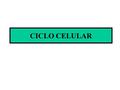 CICLO CELULAR. ETAPAS CICLO CELULAR  INTERFASE: es el período durante el cual la célula crece, replica su ADN y se prepara para la siguiente división.
