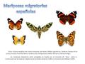 Mariposas migratorias