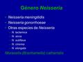 Género Neisseria Neisseria meningitidis Neisseria gonorrhoeae