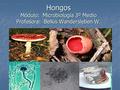 Hongos Módulo: Microbiología 3º Medio Profesora: Belkis Wandersleben W.
