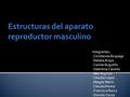 Estructuras del aparato reproductor masculino