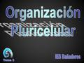 Organización Pluricelular IES Bañaderos Tema 3.