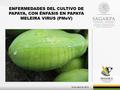 ENFERMEDADES DEL CULTIVO DE PAPAYA, CON ÉNFASIS EN PAPAYA MELEIRA VIRUS (PMeV) ESPACIO PARA IMAGEN 10 de abril de 2013.