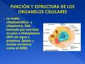 FUNCIÓN Y ESTRUCTURA DE LOS ORGANELOS CELULARES