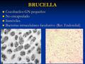BRUCELLA Cocobacilos GN pequeños Cocobacilos GN pequeños No encapsulado No encapsulado Inmóviles Inmóviles Bacterias intracelulares facultativo (Ret. Endotelial)