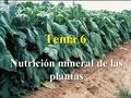 Nutrición mineral de las plantas