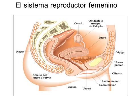 El sistema reproductor femenino. ¿ Qué estructuras conforman el Sist. Rep. Femenino ? El sistema reproductor femenino incluye a los órganos productores.