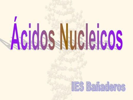 Ácidos Nucleicos IES Bañaderos.