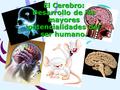 El Cerebro: Desarrollo de las mayores potencialidades del ser humano.