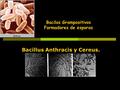 Bacilos Grampositivos Formadores de esporas