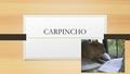 CARPINCHO. CARACTERÍSTICAS DE LA ESPECIE Reino Animalia Filo Chordata Clase Mammalia Orden Rodentia Suborden Caviomorphae Familia Hydrochoridae Subfamilia.