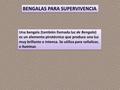 BENGALAS PARA SUPERVIVENCIA