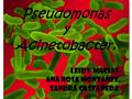 Pseudomonas y Acinetobacter.