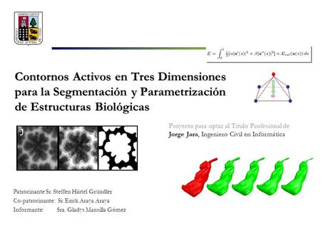 Contornos Activos en Tres Dimensiones para la Segmentación y Parametrización de Estructuras Biológicas Patrocinante Sr. Steffen Härtel Gründler Co-patrocinante:
