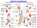 PARASIMPATICOMIMETICAS o COLINOMIMETICAS o AGONISTAS = VAGO = Acth