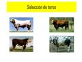 Selección de toros. Por qué es importante? Es el individuo más importante en el hato El toro contribuye con la mitad de la composición genética de su.