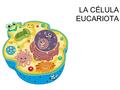 LA CÉLULA EUCARIOTA. Se observan con el microscopio 1.ÓPTICO: 1000X.