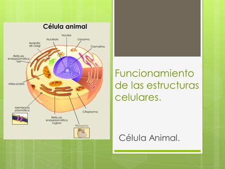 Funcionamiento de las estructuras celulares. Célula Animal.