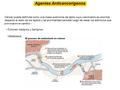 Agentes Anticancerígenos