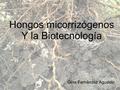 Hongos micorrizógenos Y la Biotecnología Gina Fernández Agudelo.