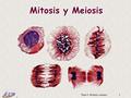 1 Dr. Antonio Barbadilla Tema 2: Mitosis y meiosis1 Mitosis y Meiosis.