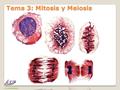 Dr. Antonio Barbadilla Tema 3: Mitosis y Meiosis.