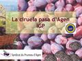 La ciruela pasa d’Agen IGP