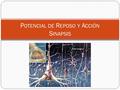 P OTENCIAL DE R EPOSO Y A CCIÓN S INAPSIS. METAS PARA LA CLASE Explicar el potencial de membrana y el potencial de acción, con el fin de entender el funcionamiento.