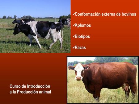 Conformación externa de bovinos
