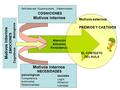 Atención Esfuerzo Persistencia sociales Logro Afiliacion Intimidad psicológicas Competencia Autonomia Relacionalidad Motivos internos NECESIDADES Motivos.