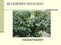 BLUEBERRY FIELD DAY HASKAP BERRY. Las variedades en Rusia (Edulis y Kaamtschatica), que provienen de subespecies del Noreste ruso se han vendido en EEUU.