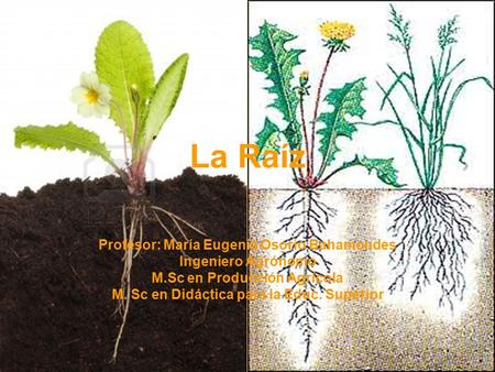 La Raíz Profesor: María Eugenia Osorio Bahamondes Ingeniero Agrónomo