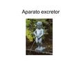 Aparato excretor.