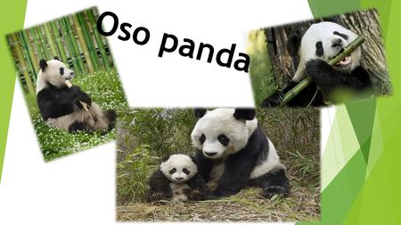 Oso panda. Nombre científico  El nombre científico del Oso Panda es Ailuropoda melanoleuca. Lo llaman así por la coloración de la piel. Nombre común.