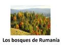 Los bosques de Rumanía. Los bosques abarcan el 27% del territorio rumano. Tienen una estructura muy compleja, con 200 especies de árboles, casi 1000 especies.